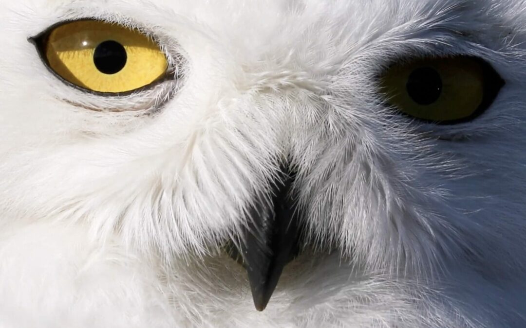Since 1981, One Man Has Relocated Nearly 1,000 Snowy Owls from Logan Airport